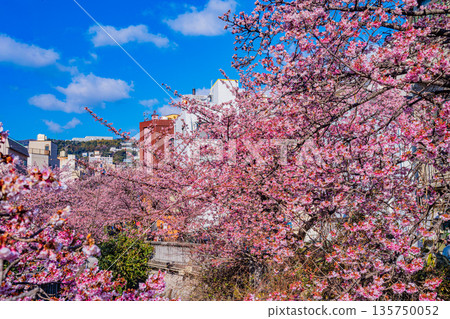 (Shizuoka Prefecture) Atamizakura in Itokawa, Atami City, the earliest to bloom in Japan 135750052
