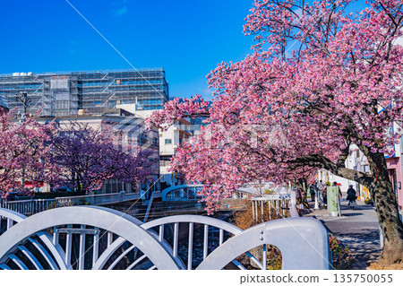 (Shizuoka Prefecture) Atamizakura in Itokawa, Atami City, the earliest to bloom in Japan 135750055