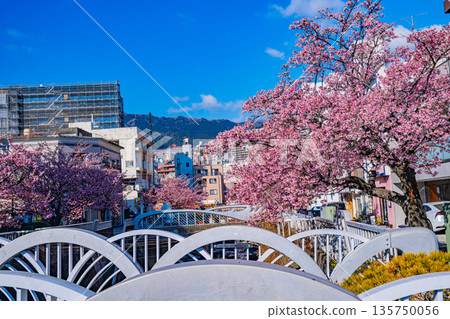 （靜岡縣）熱海市系川的熱海櫻，日本最早開花 135750056