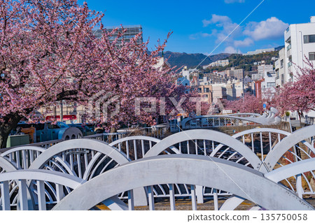 （靜岡縣）熱海市系川的熱海櫻，日本最早開花 135750058