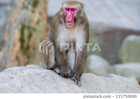 Japanese monkey looking far away Japanese monkey looking far away 135750090