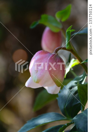 聖誕玫瑰美麗的粉紅色花苞 135750114