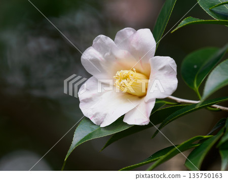 早開的單瓣山茶花 早開的單瓣山茶花 135750163