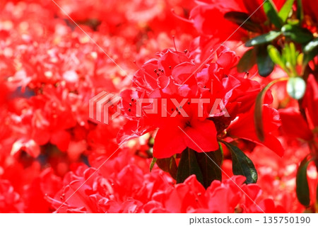 Crimson azalea 135750190