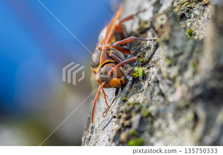 A paper wasp basking in the warm sunlight on a mild autumn day, preparing for winter 135750333