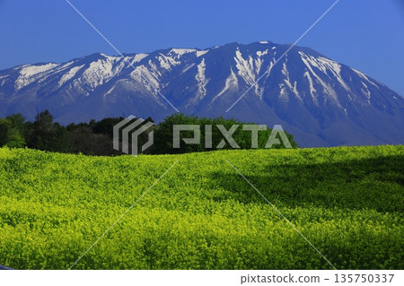 Mt. Iwate seen from a rapeseed field Mt. Iwate seen from a rapeseed field 135750337
