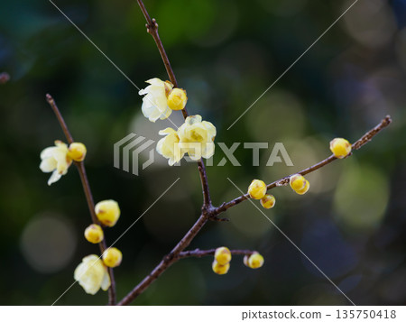 Beautiful wintersweet 135750418