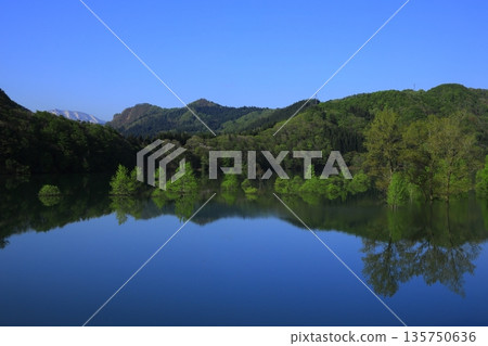 A forest surrounded by fresh greenery 135750636