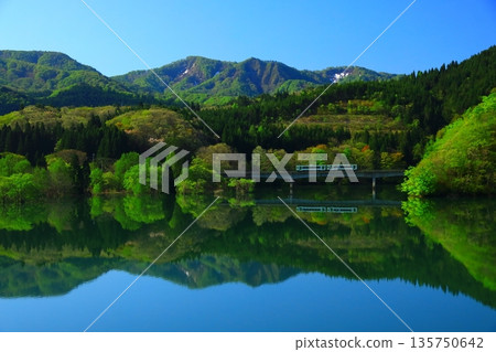 被新鮮綠色植物包圍的森林 135750642