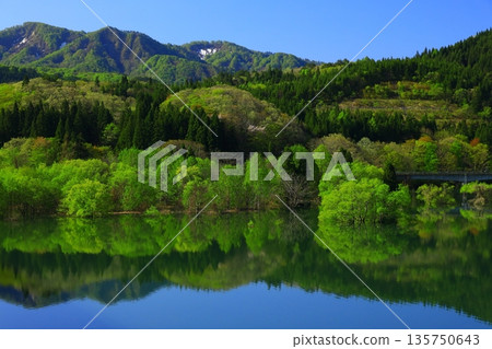 A forest surrounded by fresh greenery 135750643