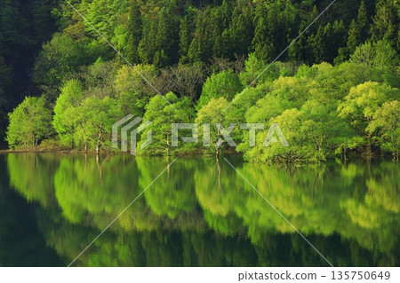 A forest surrounded by fresh greenery A forest surrounded by fresh greenery 135750649