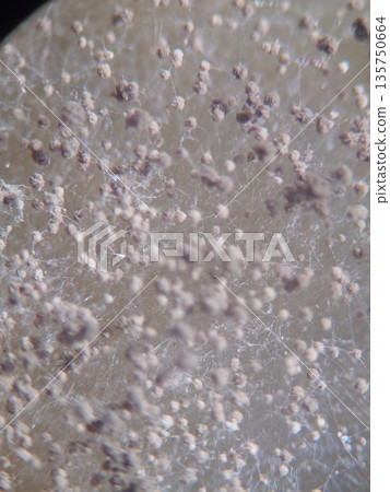 黑麴菌會產生大量孢子 黑麴菌會產生大量孢子 135750664