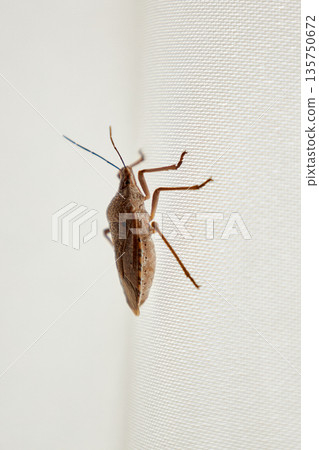 Brown marmorated stink bug pest on white window screen from side view 135750672