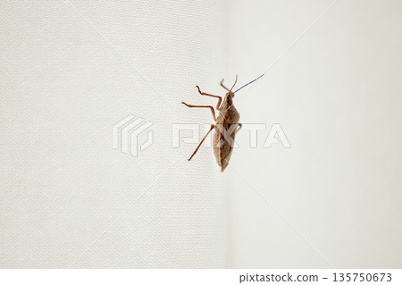 Brown marmorated stink bug pest on white fabric. Insect close up 135750673