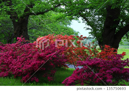 初夏公園杜鵑花盛開 135750693