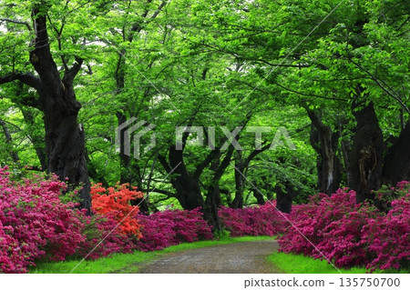 初夏公園杜鵑花盛開 135750700