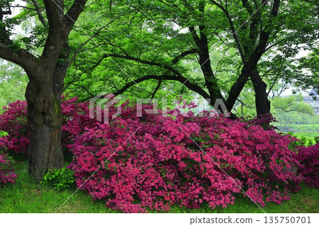初夏公園杜鵑花盛開 初夏公園杜鵑花盛開 135750701