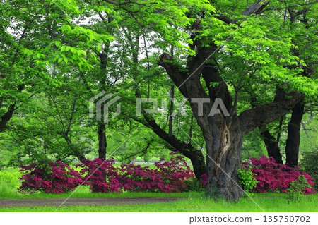 初夏公園杜鵑花盛開 135750702