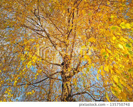 Beautiful autumn foliage of birch tree stands out with its striking white bark and a dense canopy of vibrant yellow leaves against a clear blue sky 135750748