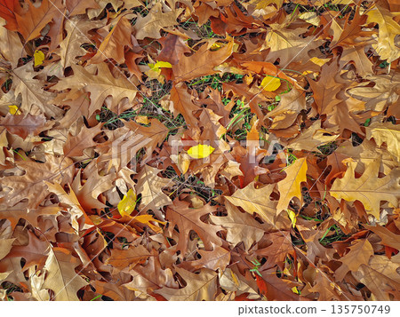 A close-up of the ground completely blanketed by a dense layer of fallen oak leaves of rich rusty brown color, with patches of green grass peeking through, capturing the essence of a late autumn day 135750749