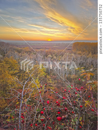 Autumnal landscape with a breathtaking sunset over a distant valley. Red rosehips and vibrant foliage frame the foreground, and golden forests seen at horizon Autumnal landscape with a breathtaking sunset over a distant valley. Red rosehips and vibrant foliage frame the foreground, and golden forests seen at horizon 135750752