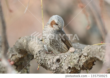 Something is bothering him, and he's on guard with a sharp look in his eyes. 135750925