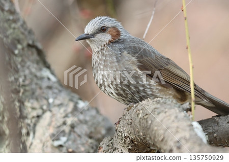 A dignified bush warbler with a clean expression 135750929