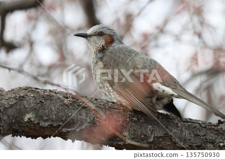 The plum buds in the plum grove are swelling, signaling the arrival of spring 135750930