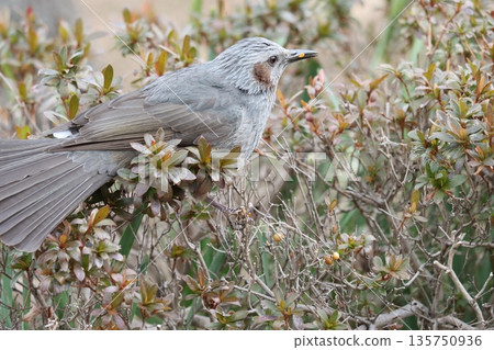 The addition of the hibiscus nuts makes it look adorable. 135750936