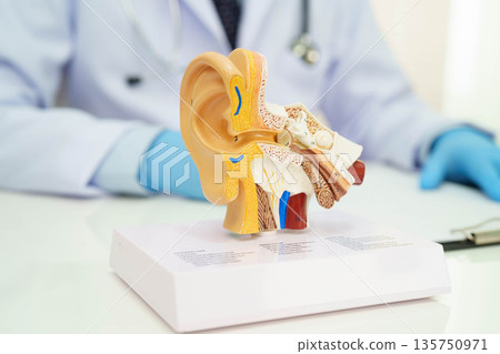 Asian doctor holding human ear model to learn and treat hearing loss in patient. 135750971
