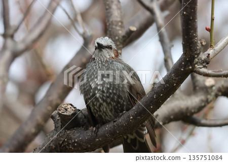 A pair of bulbuls waiting for spring in a plum grove that is about to bloom 135751084