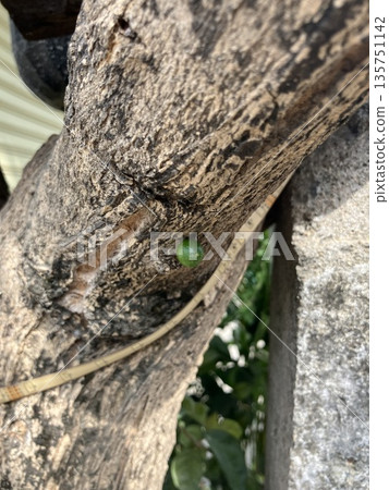 葫蘆：葫蘆果實的生長過程 135751142