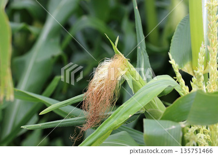 Sweetcorn cob with tassels in close up Sweetcorn cob with tassels in close up 135751466
