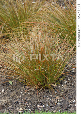 Orange New Zealand sedge plant in close up Orange New Zealand sedge plant in close up 135751471