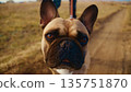 A Close-Up Portrait of a French Bulldog Captured on a Scenic Trail, Showcasing Its Intense Expression, Unique Features, and Vibrant Background Nature Elements in Clear Daylight 135751870