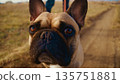 A Close-Up of a French Bulldog with Beautiful Brown Eyes Enjoying a Walk on a Scenic Path Surrounded by Nature, Showcasing Its Playful Personality and Unique Appearance 135751881