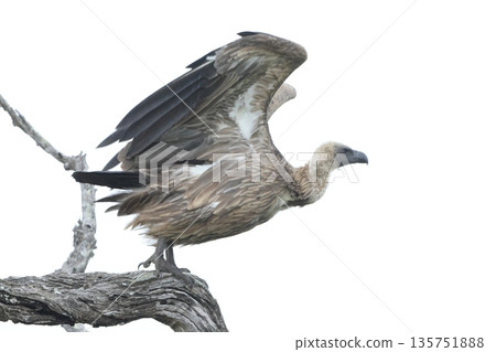 Koshiro vulture Koshiro vulture 135751888
