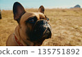 A Close-Up Portrait of a French Bulldog in a Natural Outdoor Setting Showcasing Its Adorable Expression and Unique Features Against a Soft Golden Grass Background 135751892