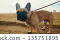 A Curious French Bulldog Stands Alert on a Leash in a Sunlit Field, Capturing the Essence of Canine Companionship amid a Scenic Outdoor Landscape 135751895