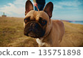 A close-up view of a curious brown dog with a short snout and large ears exploring a grassy landscape under a blue sky, showcasing its playful and friendly demeanor during an outdoor walk. 135751898