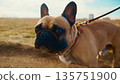 A Close-Up View of a French Bulldog on a Leash, Set Against a Scenic Outdoor Background Showcasing the Natural Beauty and Playfulness of This Beloved Dog Breed 135751900