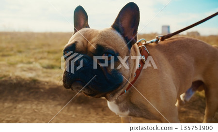 A Close-Up View of a French Bulldog on a Leash, Set Against a Scenic Outdoor Background Showcasing the Natural Beauty and Playfulness of This Beloved Dog Breed 135751900