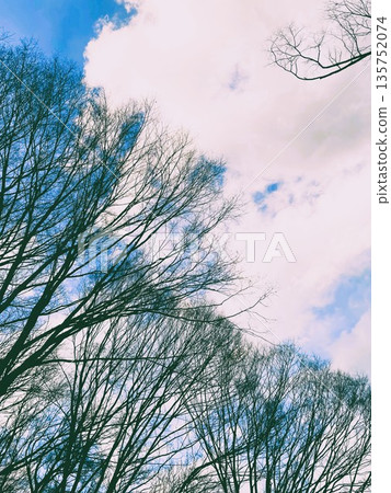 Looking up at the sky in a winter park 2 135752074