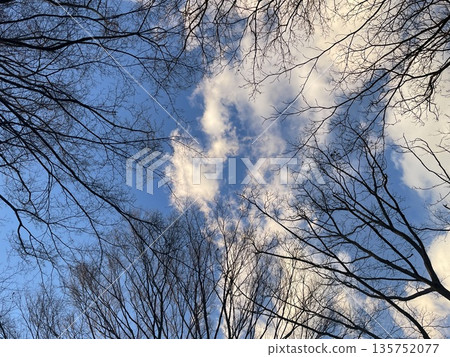 Looking up at the sky in the winter park 6 Looking up at the sky in the winter park 6 135752077