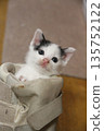 A kitten 135752122