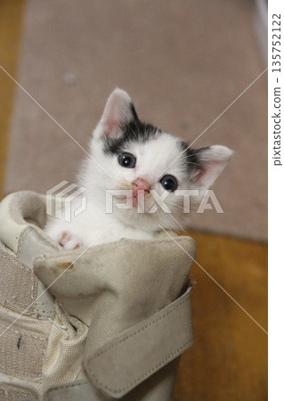 A kitten A kitten 135752122