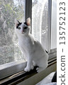 Cat  135752123
