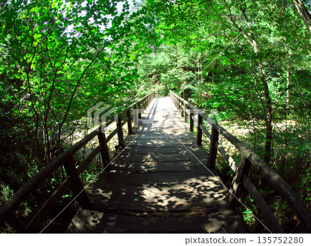 穿過穿過樹木的陽光 135752280