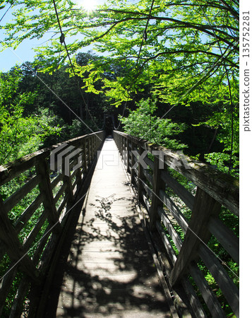 懸索橋在森林裡 135752281