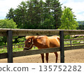 馬 135752282